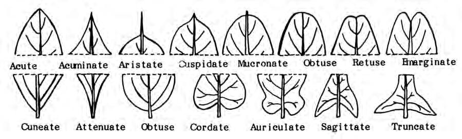 Figure 2.16. Leaf shapes. Figure 2.17. Arrangement of leaves on a stem.