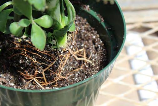 Although easily broken, clay pots provide excellent aeration for plant roots and are considered by some to be the healthiest type of container.