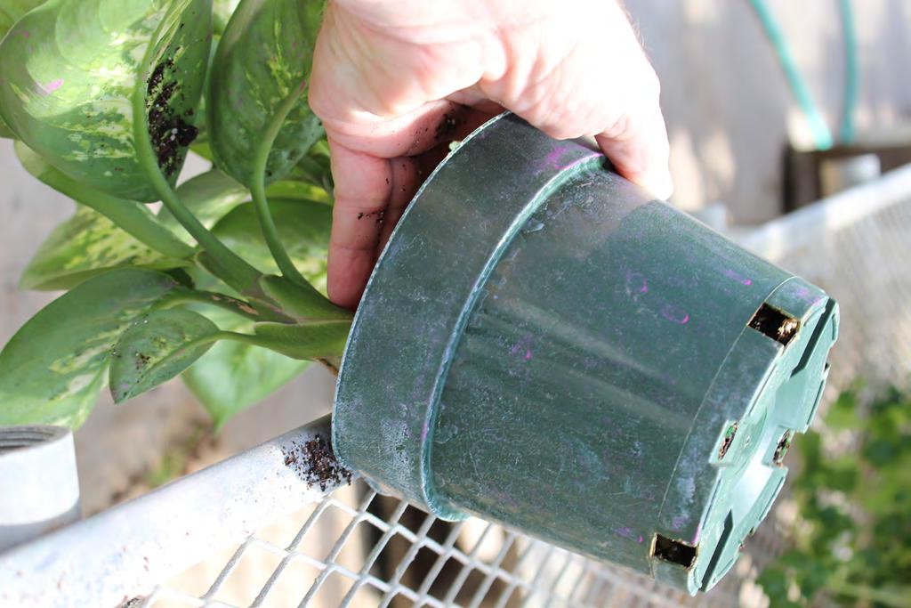 This necessitates careful watering practices and does not allow for leaching. Small novelty containers have little room for potting medium and roots so are mostly for ornamental purposes.