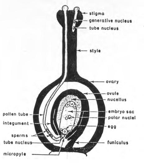ma, style and ovary. The stigma is located at the top, and is connected to the ovary by the style. The ovary contains the eggs, which reside in the ovules.