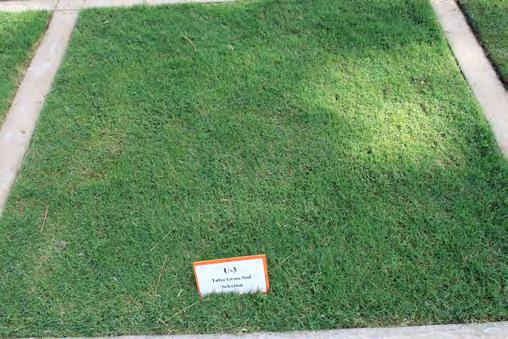 Figure 7.1. Bermuda grass. species is comprised of millions of different genotypes or specifically identified individuals.