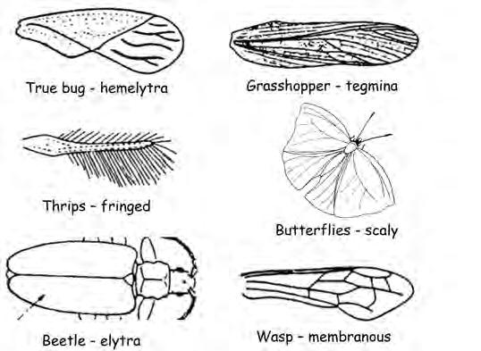 Figure 8.4. Piercing-sucking mouthparts of representative insects. These various mouthpart designs allow the insect to feed on a liquid diet, chiefly blood and plant sap.