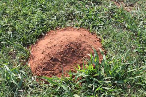This is the characteristic sign of gopher damage. They consume plant material and can cause substantial damage to certain plants as they feed on roots.