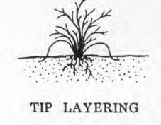 This method of vegetative propagation, called layering, promotes a high success rate because it prevents the water stress and carbohydrate shortage that plague cuttings.