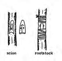 It is especially useful when scion material is limited. It is also faster and forms a stronger union than grafting. Patch budding Plants with thick bark should be patch budded.