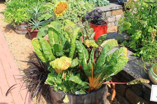 Containers for vegetable plants must be big enough to support the plants when fully grown, hold soil without spilling, have adequate drainage and never have held products toxic to plants or people.
