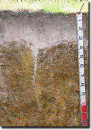 Water Tables Redoximorphic features in a sandy soil can still occur.