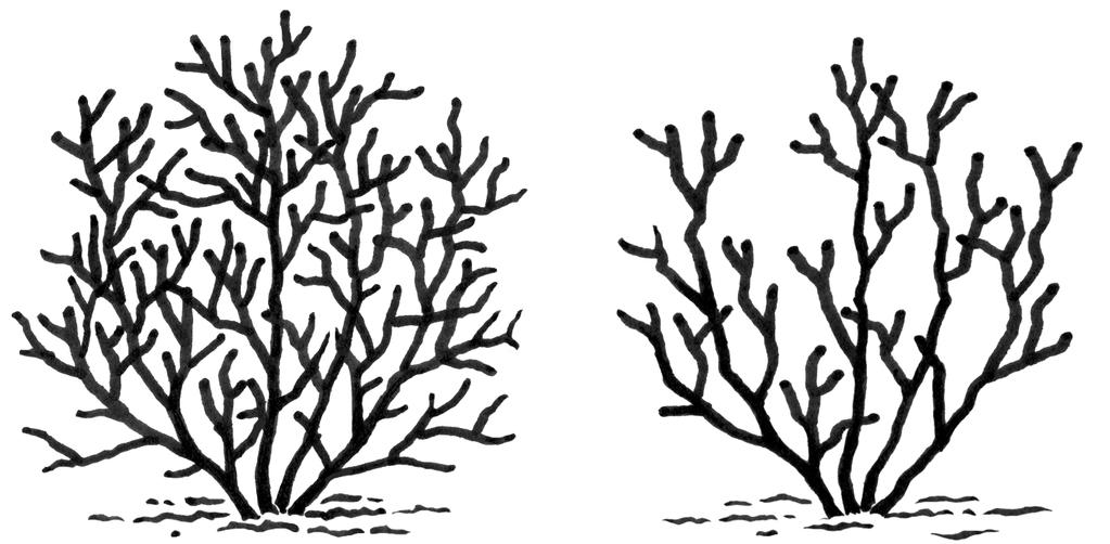 Branch bark ridge Collar Figure 4. The three-cut method for removing heavy limbs. grow away from the center of the plant. Be sure to study the position of buds on the limbs before you prune.
