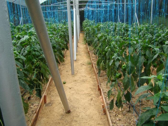 Greenhouse Production In T&T, crops are grown on raised or framed beds