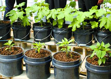 Greenhouse Production Crops are also grown in bags or pots with