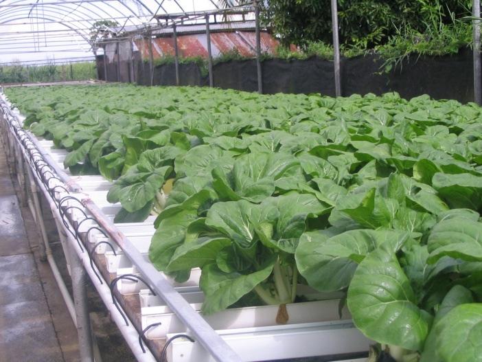 Closed Irrigation System NFT is an example of a hydroponic system with