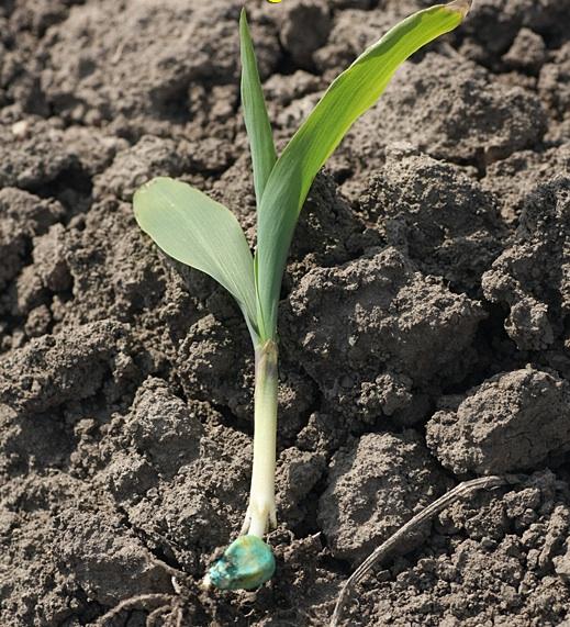 2 bushels per acre. 10 pts. 3. Describe each of the following for commercial dent corn: a) V stage of the plant in the following picture.