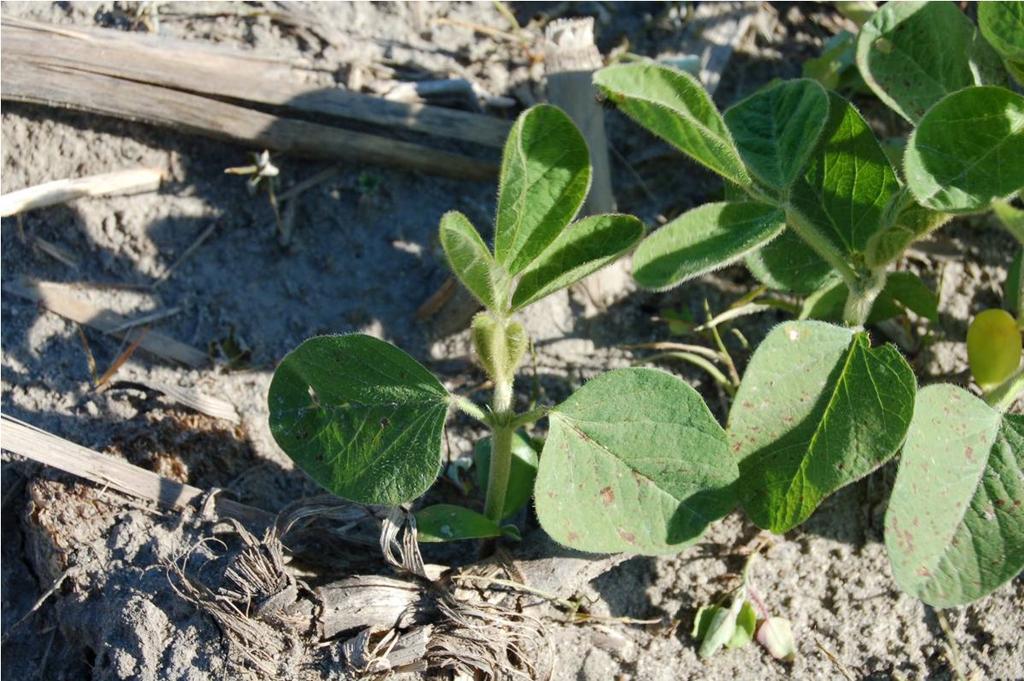 6 5 pts. BONUS. What is the developmental stage of the soybean plant pictured at center below?