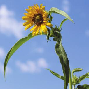 Mid to late season Stiff sunflower Helianthus pauciflorus Height: 3-6 ft tall Flower color: yellow