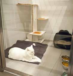 Unlike traditional cat condos, TriStar cat runs offer a truly luxurious feline boarding experience with plenty of room to lounge in a space that incorporates complex cat furniture.