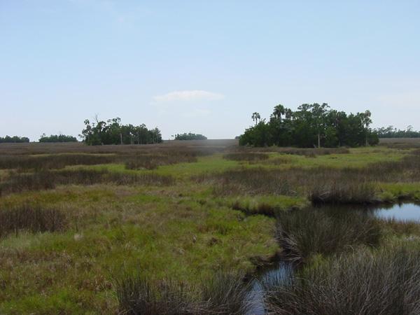 Green Infrastructure Can Be: 1) Natural areas and features (wetlands, forests,