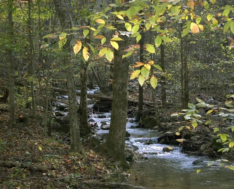 Green Infrastructure: Headwater Streams 1st & 2nd order streams Most total miles in watershed Sensitive to development Habitat for more aquatic organisms than large rivers Alabama