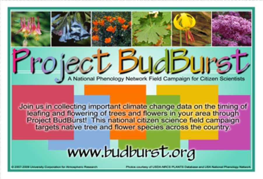 Project BudBurst A national citizen science campaign, managed by NEON, to collect phenological data on plants; CBG is a collaborator