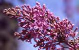 than 30 yrs ago Lilacs bloom 4