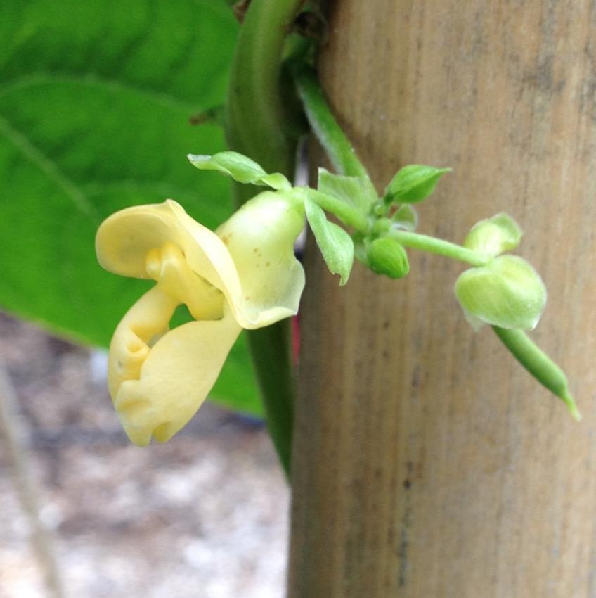 Poor flower and fruit set Beans: above 85 F.