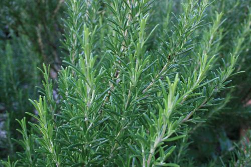 It s about this time I look at replenishing my stock of rosemary plants.