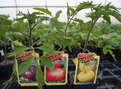 Why graft tomatoes?