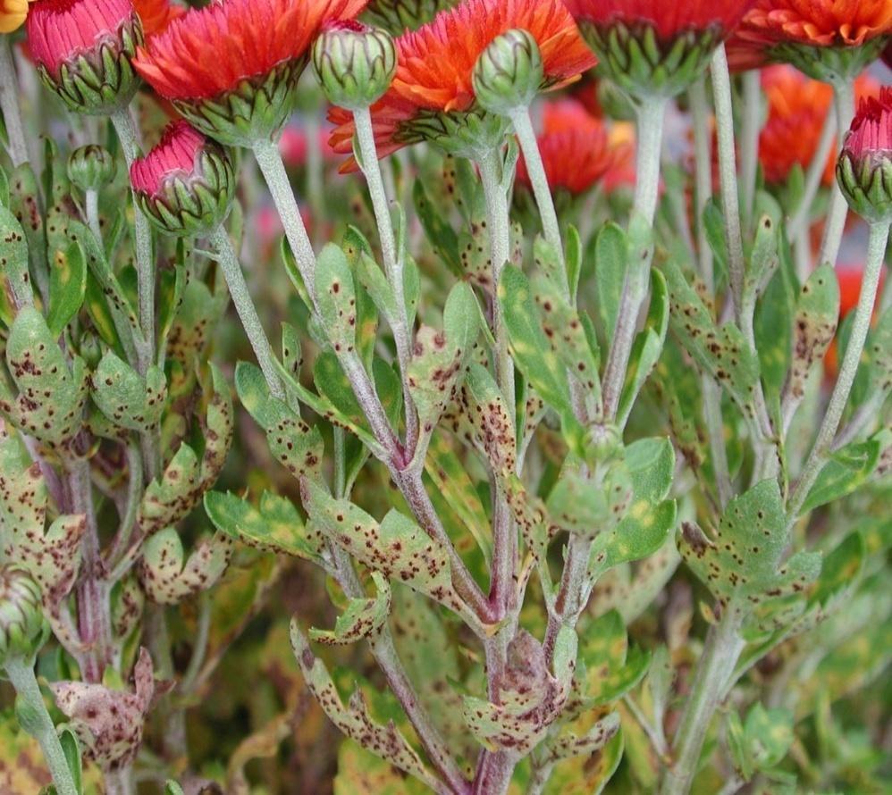 Brown Rust or Chrysanthemum Rust is distinct from CWR Puccinia tanaceti (Puccinia