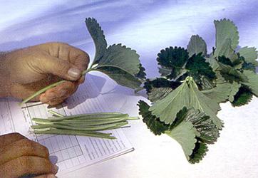 Fig. 8-1. Proper leaf and petiole samples ensure reliable results. Collect a trifoliate leaf with petiole from 20 to 25 plants randomly selected within a uniform area for a representative sample.