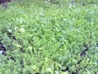 What makes a good Cover Crop?