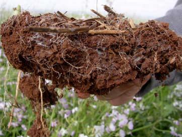 The end result is a soil composed of mainly microaggregates and cloddy compacted soils.