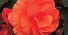 orange and pink SunPatiens with loads of