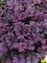 TM May is for Planting Coral Bells, Plum Pudding (Heuchera) Daylily Stella De Oro (Hemerocallis) White flower, ruffled, shiny deep purple