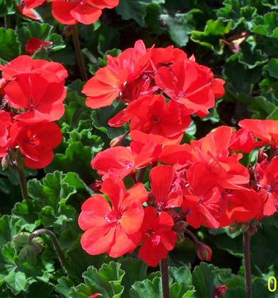 Geraniums Zonal Red, White, Pink & Lavender This favorite of the home gardener and landscaper is the perfect plant