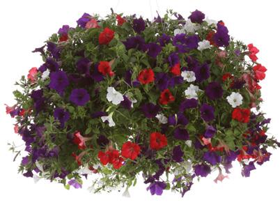 New Guinea Impatiens, Assorted colors Striking colored foliage and elegant blossoms in rich colors.