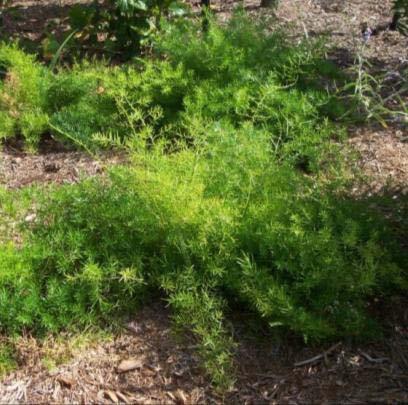 Asparagus Fern Asparagus densiflorus 'Sprengeri' /Perennial Light: