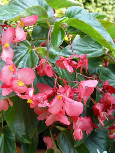 Begonia Dragon Wing Pink - Shade Bloom Time: Spring - Fall Average Size: 12-18 tall x 18-24 wide Cherry pink