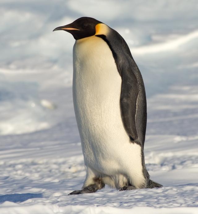 Emperor Penguin Webbed feet for powerful swimming Streamlined bodies to reduce drag in water Wings, shaped like flippers, help them fly underwater at speeds up to 15 mph Tightly