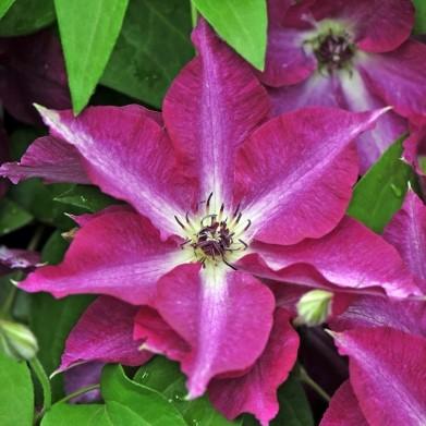 Named because it shares the colors of the Polish flag, 'Viva Polonia' is a cheerful, easy growing, large flowered clematis. Red flowers are accented with a white star.