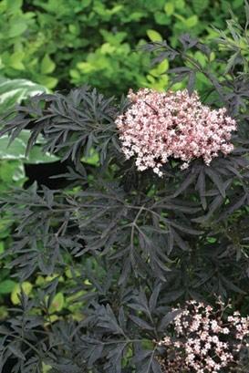 BLACK LACE is a stunning development in Elderberry breeding. Intense purple black foliage is finely cut, giving it an effect similar to that of Japanese maple.