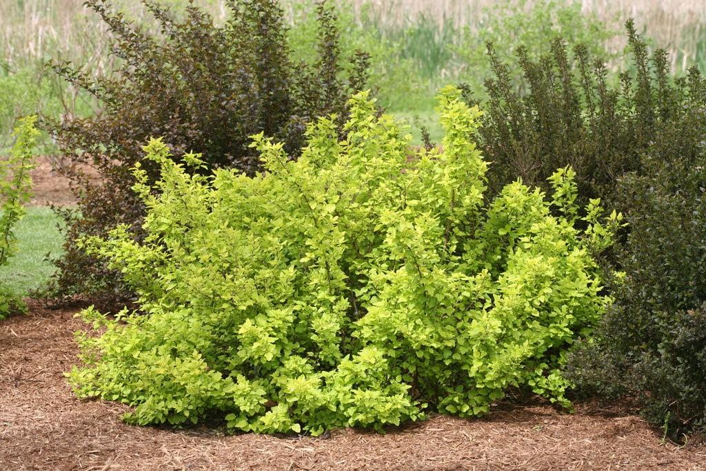 Colorful and easy care, ninebarks are a go-to plant for any sunny spot. What sets Festivus Gold ninebark apart from the rest of the pack, though, is its semi-dwarf habit and bright yellow foliage.