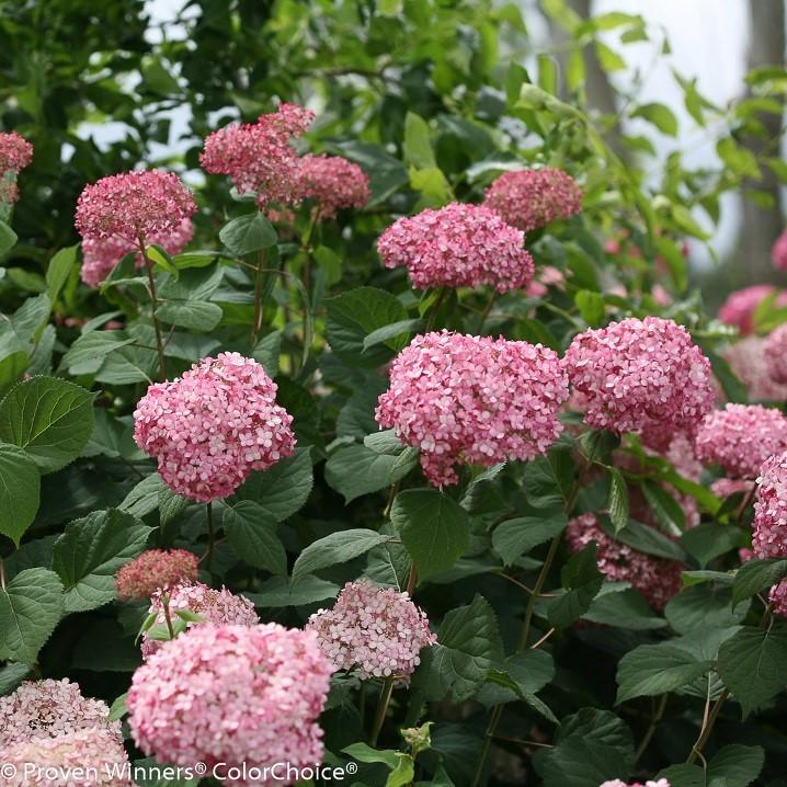 and larger flowers that are a richer pink that ages to an attractive green. This hydrangea grows from Manitoba to Mobile, blooming every year from mid-summer to frost.