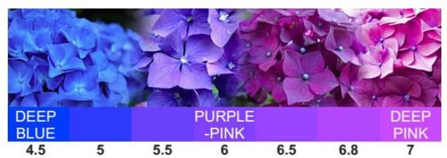 The most important thing that influences the color of hydrangeas is soil ph that's the level of soil acidity. That means you may want to start with a soil test.