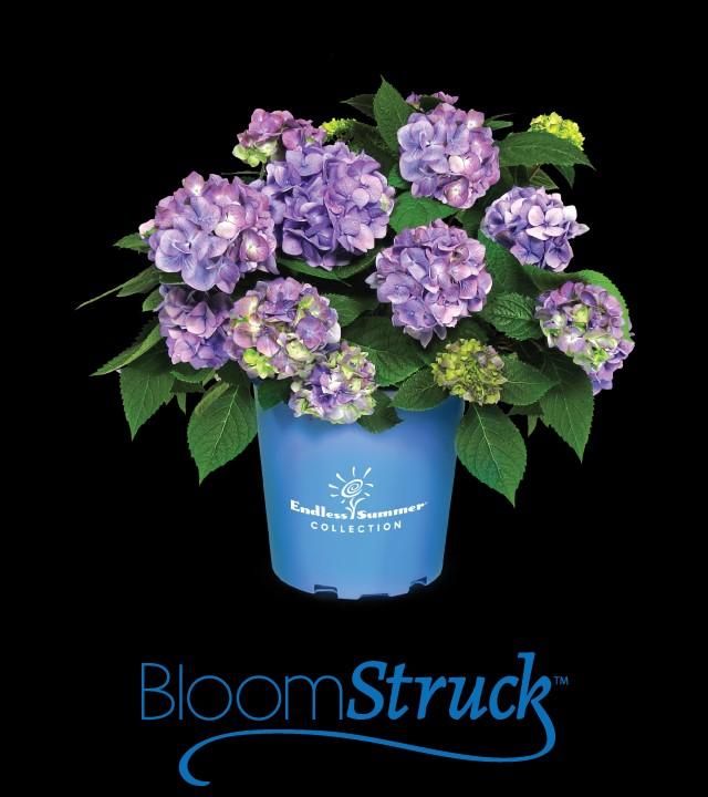 Because of BloomStruck's extremely strong stems, above average heat tolerance and great disease resistance - especially to powdery mildew - it is a perfect combination of beauty and hardiness for