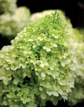 Use 'Limelight', either fresh or dried, in bouquets to make a unique floral design. This is an easy to grow plant with reliable flowering and flower color regardless of soil ph.