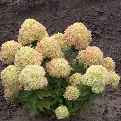 At one third the size of traditional hardy hydrangeas, this new variety fits well into any landscape.