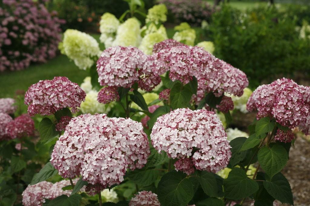 Height: 3-5 x 3-5 Blooms on: New wood Zone 3 Pruning: Early Spring Incrediball Blush adds a new color to the series.