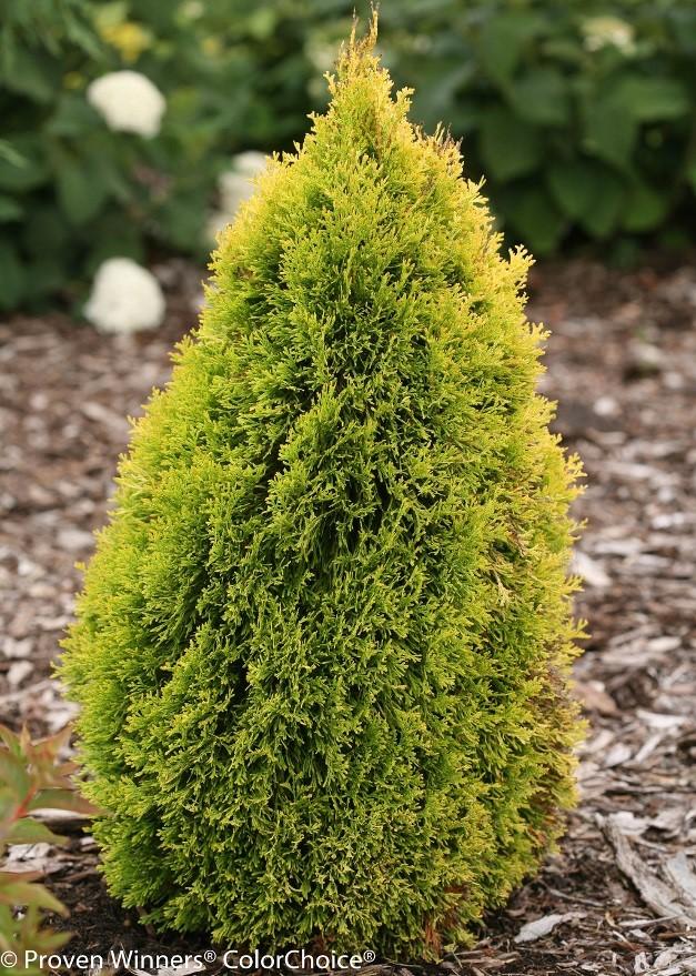 Dwarf Alberta Spruce are extremely popular in