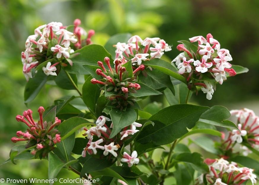 This super-hardy abelia has rich fragrance and dark, reddish-pink flower buds.