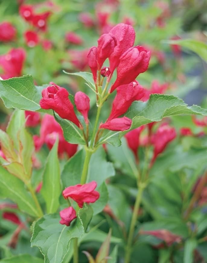 Height: 4 Spread: 4' Shape: Upright Foliage: Medium Exposure: Full Sun Zone: 5-9 This is a humdinger of a weigela!