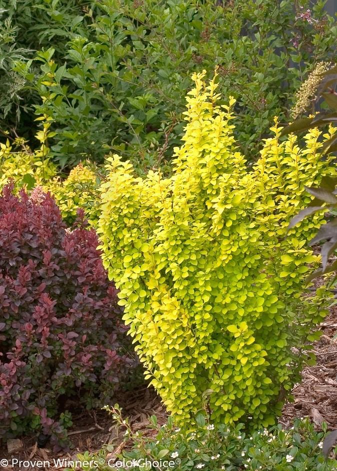 Bright golden foliage with red new growth. A great vertical plant for formal landscapes. Little care is needed. Interesting columnar habit. Deer resistant.
